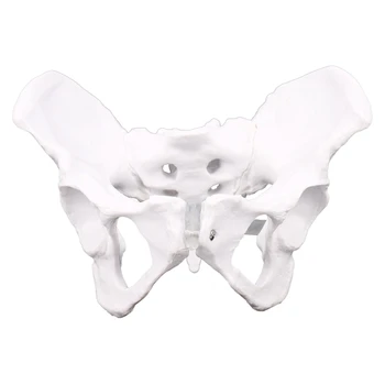 NAUJAS-Moterų Anatomiją Dubens Dubens Skeleto Gerklės Anatomija Anatomija Kaukolė Skulptūros Galvos, Kūno Modelis